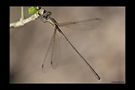 Chalcolestes parvidens, thumbnail 3 / 20