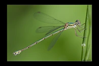 Chalcolestes parvidens, thumbnail 5 / 20