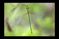 Chalcolestes parvidens, thumbnail 8 / 20