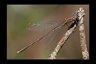 Chalcolestes parvidens, thumbnail 9 / 20