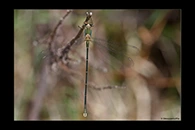 Chalcolestes parvidens, thumbnail 12 / 20