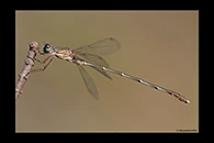 Chalcolestes parvidens, thumbnail 15 / 20