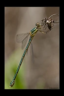Chalcolestes parvidens, thumbnail 17 / 20