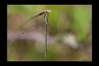 Chalcolestes parvidens, thumbnail 18 / 20