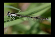 Coenagrion caerulescens, thumbnail 10 / 20