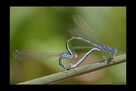 Coenagrion caerulescens, thumbnail 12 / 20