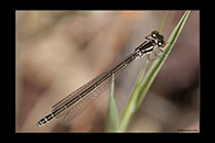 Coenagrion mercuriale, thumbnail 5 / 20