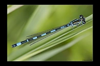 Coenagrion mercuriale, thumbnail 10 / 20