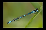 Coenagrion mercuriale, thumbnail 12 / 20