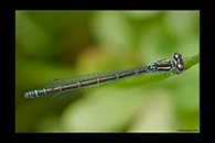 Coenagrion mercuriale, thumbnail 17 / 20
