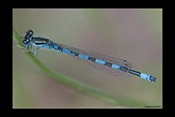 Coenagrion mercuriale, thumbnail 19 / 20