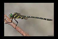 Cordulegaster bidentata, thumbnail 9 / 20