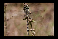 Cordulegaster boltonii, thumbnail 8 / 20