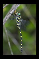 Cordulegaster picta, thumbnail 13 / 20