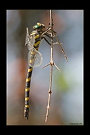 Cordulegaster picta, thumbnail 17 / 20