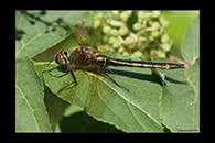 Cordulia aenea, thumbnail 15 / 20