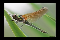 Cordulia aenea, thumbnail 19 / 20