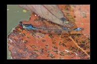 Erythromma viridulum, thumbnail 1 / 20