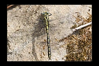 Gomphus graslinii, thumbnail 2 / 20