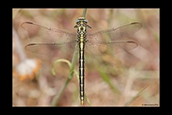 Gomphus graslinii, thumbnail 4 / 20