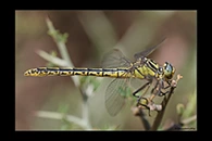 Gomphus graslinii, thumbnail 5 / 20