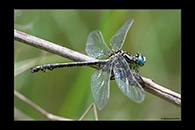 Gomphus graslinii, thumbnail 11 / 20