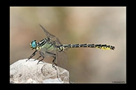 Gomphus graslinii, thumbnail 12 / 20