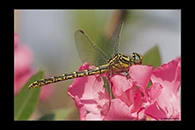 Gomphus graslinii, thumbnail 14 / 20