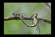 Gomphus graslinii, thumbnail 15 / 20