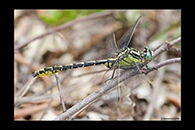 Gomphus graslinii, thumbnail 18 / 20