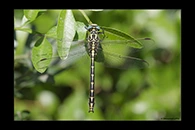 Gomphus graslinii, thumbnail 20 / 20