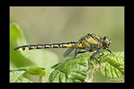 Gomphus vulgatissimus, thumbnail 13 / 20