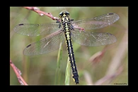 Gomphus vulgatissimus, thumbnail 17 / 20