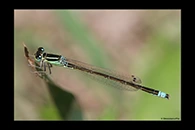 Ischnura pumilio, thumbnail 4 / 20