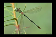 Lestes sponsa, thumbnail 2 / 20