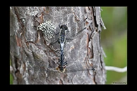 Leucorrhinia albifrons, thumbnail 4 / 20