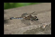 Leucorrhinia pectoralis, thumbnail 2 / 20