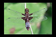 Libellula depressa, thumbnail 6 / 20