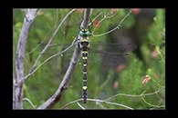 Macromia splendens, thumbnail 1 / 20
