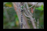 Macromia splendens, thumbnail 4 / 20