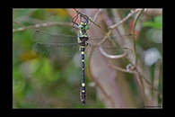 Macromia splendens, thumbnail 6 / 20
