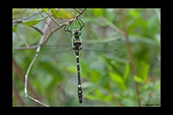 Macromia splendens, thumbnail 7 / 20