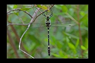 Macromia splendens, thumbnail 8 / 20