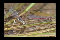 Pyrrhosoma nymphula, thumbnail 3 / 20