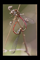 Pyrrhosoma nymphula, thumbnail 13 / 20