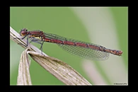 Pyrrhosoma nymphula, thumbnail 16 / 20