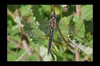 Somatochlora alpestris, thumbnail 1 / 20