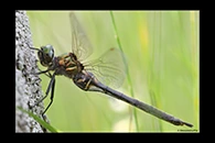 Somatochlora arctica, thumbnail 12 / 20