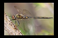 Somatochlora arctica, thumbnail 13 / 20