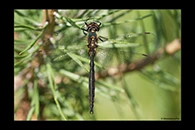Somatochlora arctica, thumbnail 15 / 20